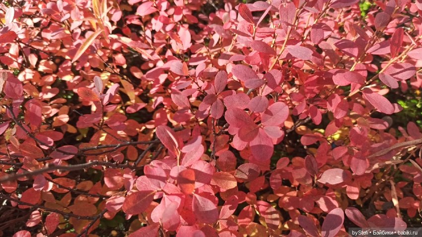 Покажу осень в Заполярье. И изменения одного и того же места. В разные месяцы. Приглашаю прогуляться