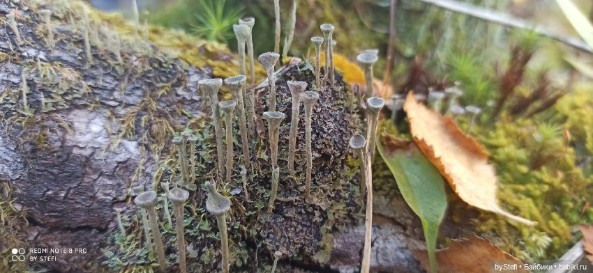 Покажу осень в Заполярье. И изменения одного и того же места. В разные месяцы. Приглашаю прогуляться