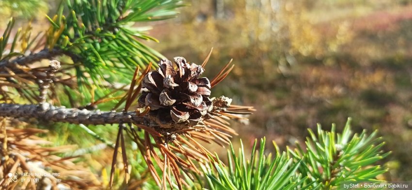 Покажу осень в Заполярье. И изменения одного и того же места. В разные месяцы. Приглашаю прогуляться