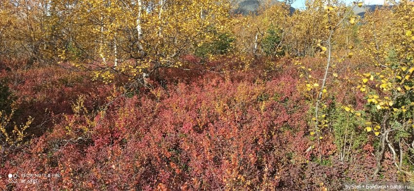Покажу осень в Заполярье. И изменения одного и того же места. В разные месяцы. Приглашаю прогуляться