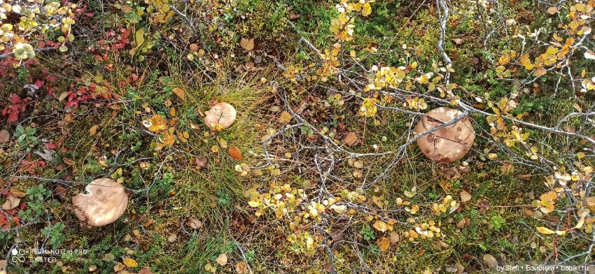 Покажу осень в Заполярье. И изменения одного и того же места. В разные месяцы. Приглашаю прогуляться
