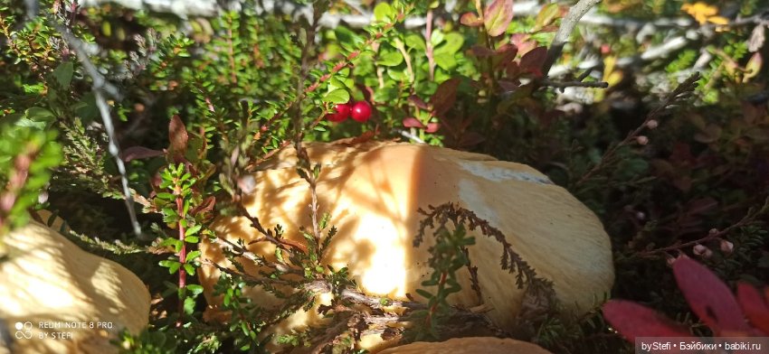 Покажу осень в Заполярье. И изменения одного и того же места. В разные месяцы. Приглашаю прогуляться