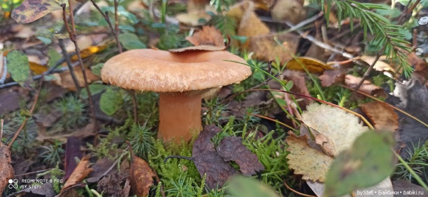 Покажу осень в Заполярье. И изменения одного и того же места. В разные месяцы. Приглашаю прогуляться