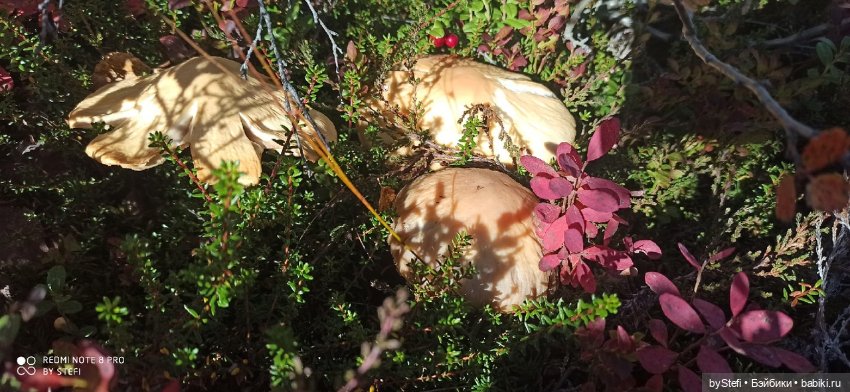 Покажу осень в Заполярье. И изменения одного и того же места. В разные месяцы. Приглашаю прогуляться