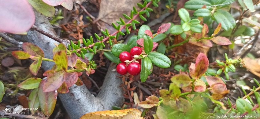 Покажу осень в Заполярье. И изменения одного и того же места. В разные месяцы. Приглашаю прогуляться