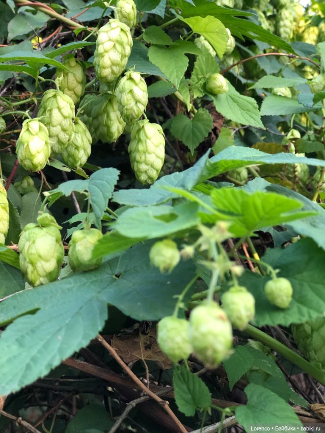 Прогулка с Фросей — Куклы Schildkrot (Шильдкрет): современные