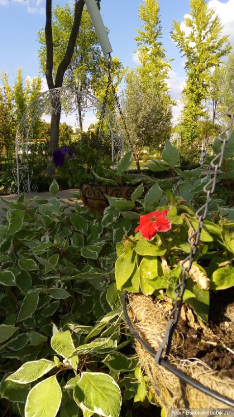 Фото (рыжего) Кена Тейта 1959, Маттел в парке