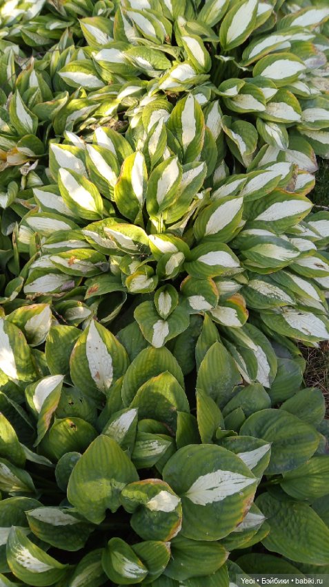 Фото (рыжего) Кена Тейта 1959, Маттел в парке