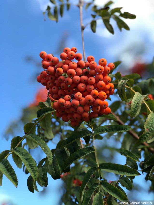 Прогулка с Фросей — Куклы Schildkrot (Шильдкрет): современные