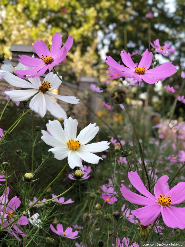 Прогулка с Фросей — Куклы Schildkrot (Шильдкрет): современные