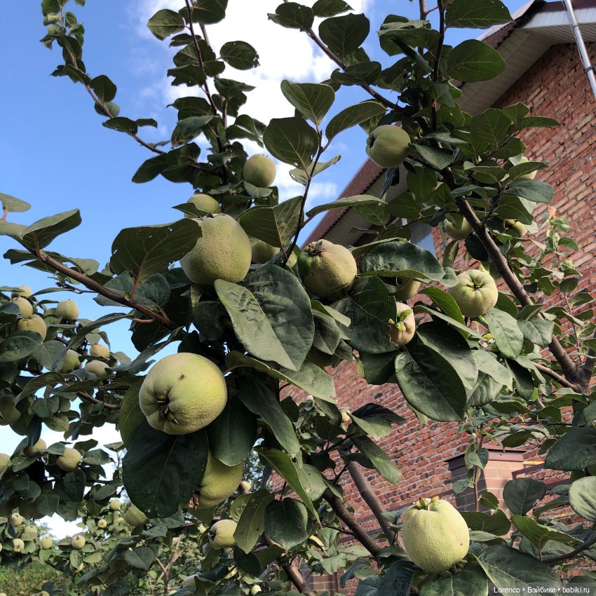 Прогулка с Фросей — Куклы Schildkrot (Шильдкрет): современные (фото 10)