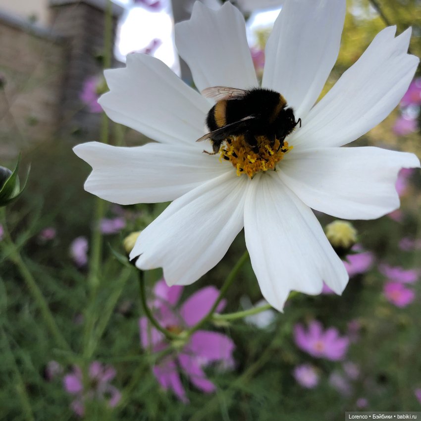 Прогулка с Фросей — Куклы Schildkrot (Шильдкрет): современные