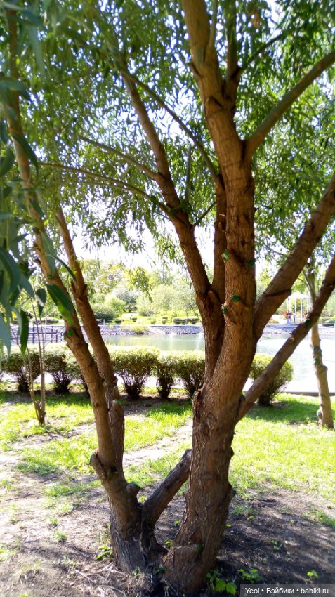 Фото (рыжего) Кена Тейта 1959, Маттел в парке