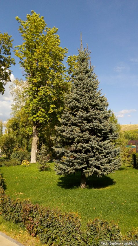 Фото (рыжего) Кена Тейта 1959, Маттел в парке