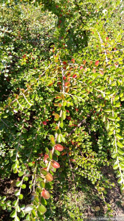 Фото (рыжего) Кена Тейта 1959, Маттел в парке
