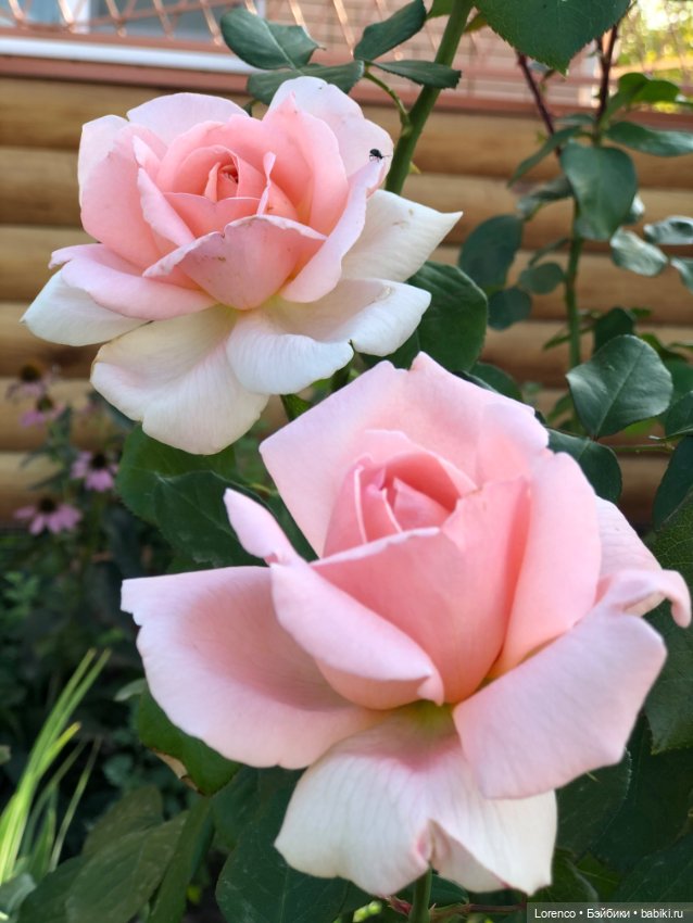 Прогулка с Фросей — Куклы Schildkrot (Шильдкрет): современные