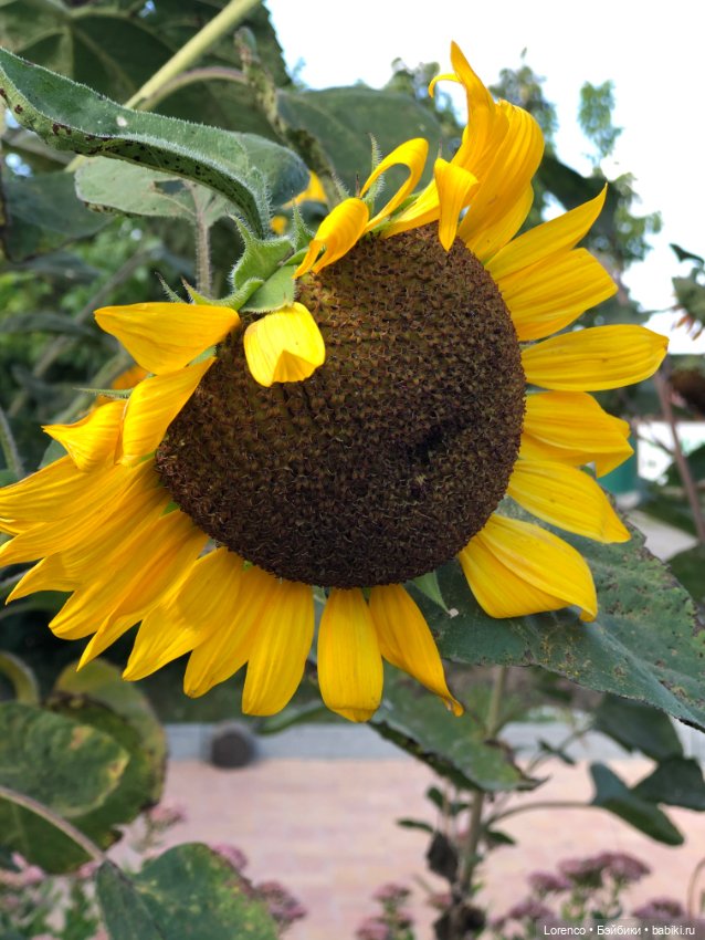 Прогулка с Фросей — Куклы Schildkrot (Шильдкрет): современные (фото 8)