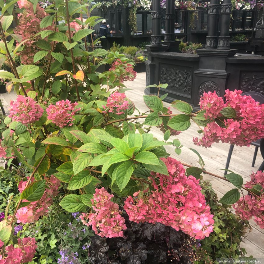 А в Москве Цветочный джем (фото 9)