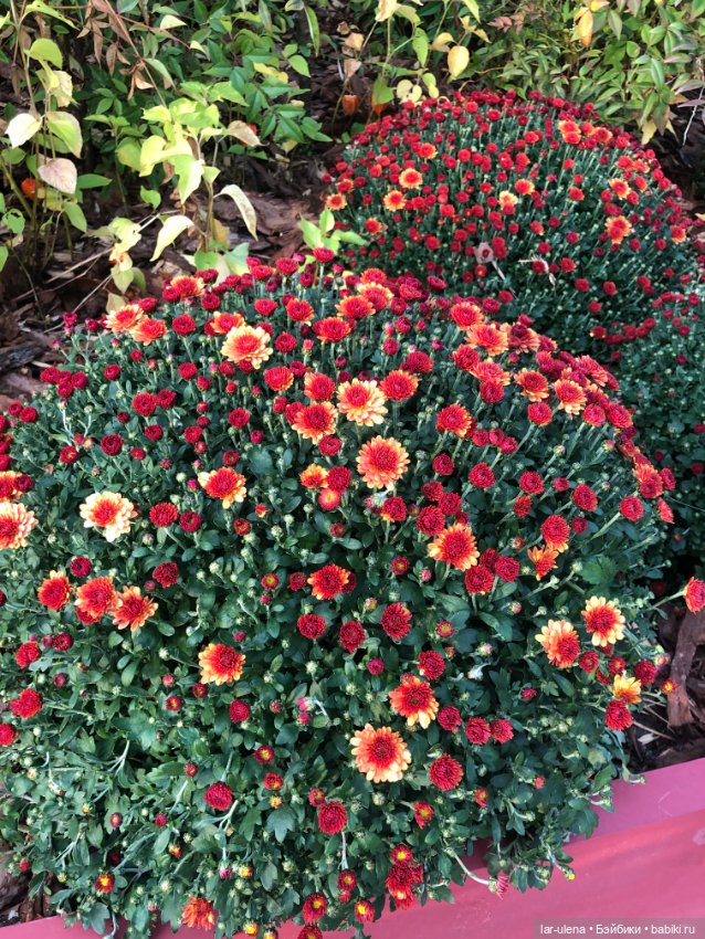 А в Москве Цветочный джем