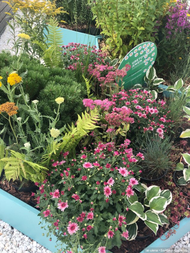 А в Москве Цветочный джем