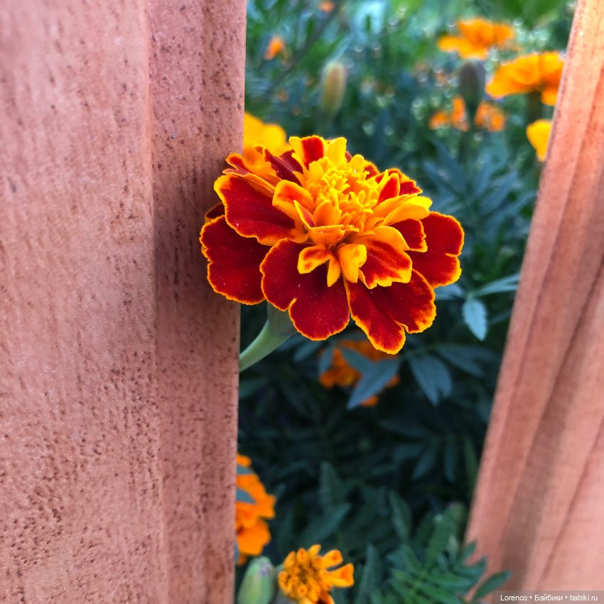 Это болезнь — Винтажные куклы ГДР (Немки): Бигги