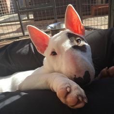 Матвей Сергеевич готовится стать хозяином бультерьера (фото 5)