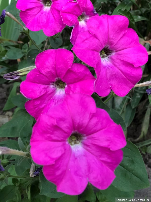 Это болезнь — Винтажные куклы ГДР (Немки): Бигги