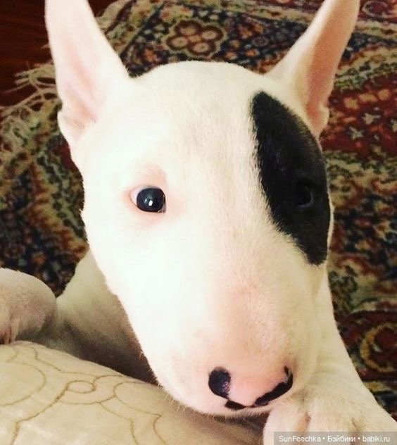 Матвей Сергеевич готовится стать хозяином бультерьера (фото 2)