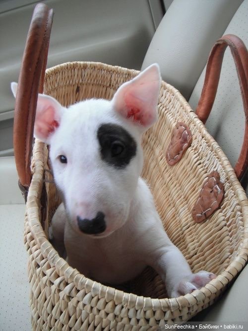 Матвей Сергеевич готовится стать хозяином бультерьера (фото 3)