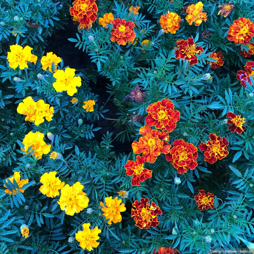 Это болезнь — Винтажные куклы ГДР (Немки): Бигги