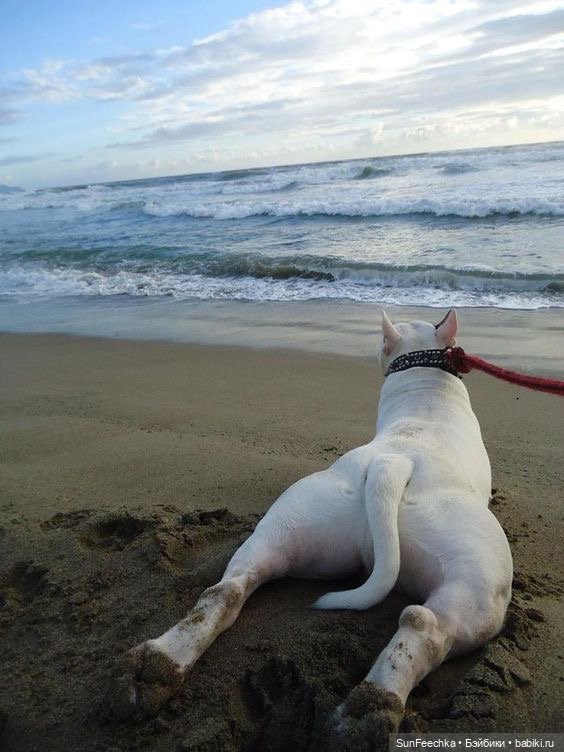 Матвей Сергеевич готовится стать хозяином бультерьера