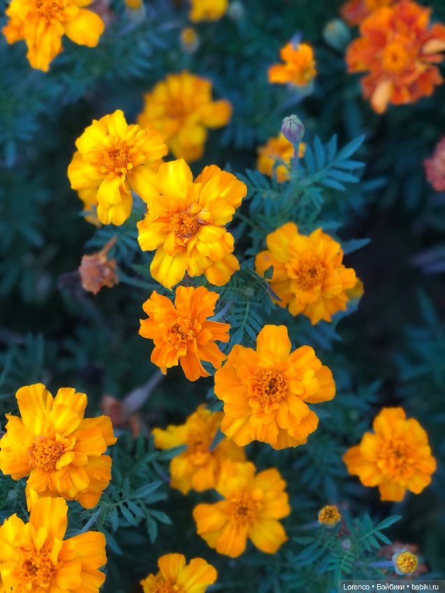 Это болезнь — Винтажные куклы ГДР (Немки): Бигги