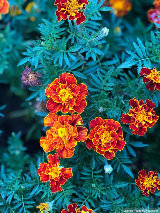 Это болезнь — Винтажные куклы ГДР (Немки): Бигги