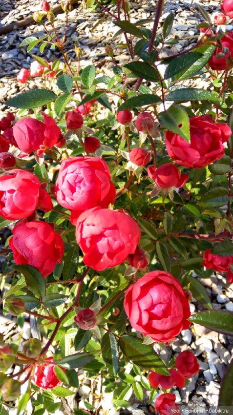 Кен Джон looks и солнечный денек (фото 10)