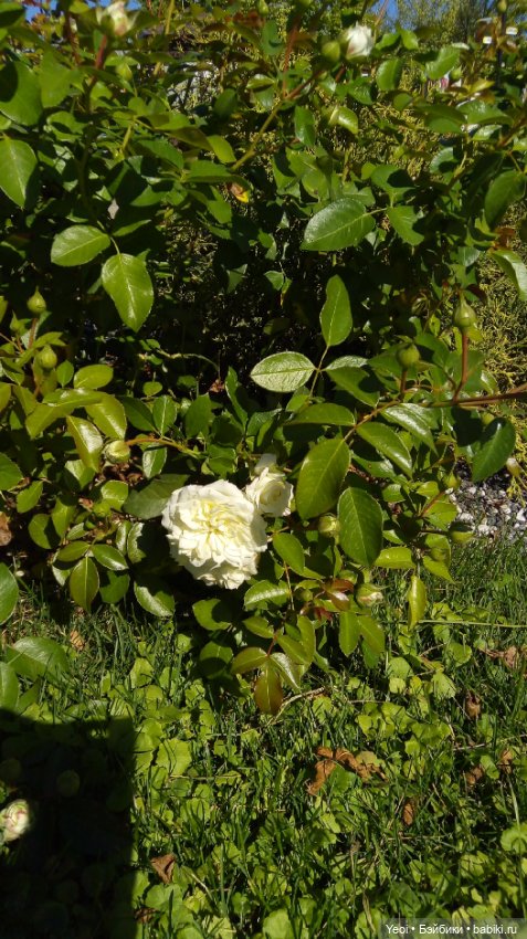 Кен Джон looks и солнечный денек