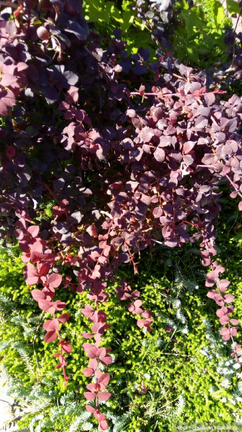 Кен Джон looks и солнечный денек