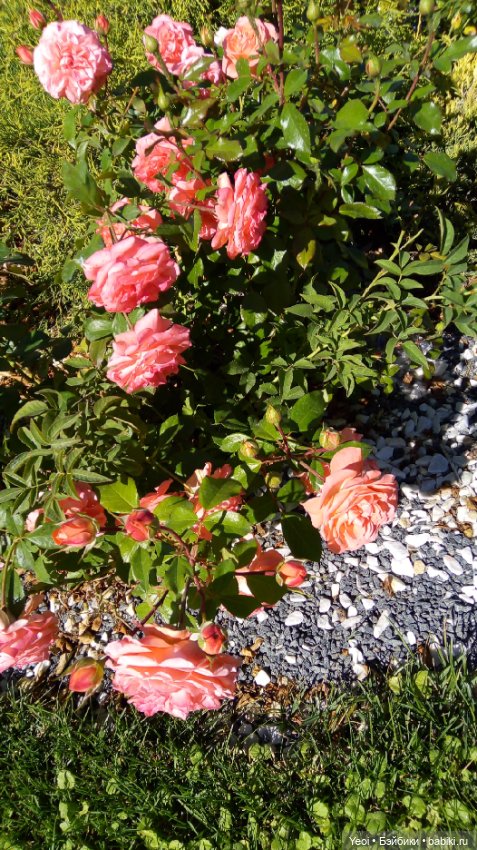 Кен Джон looks и солнечный денек (фото 9)