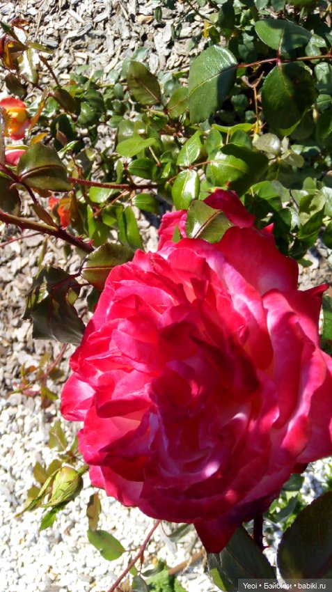 Кен Джон looks и солнечный денек