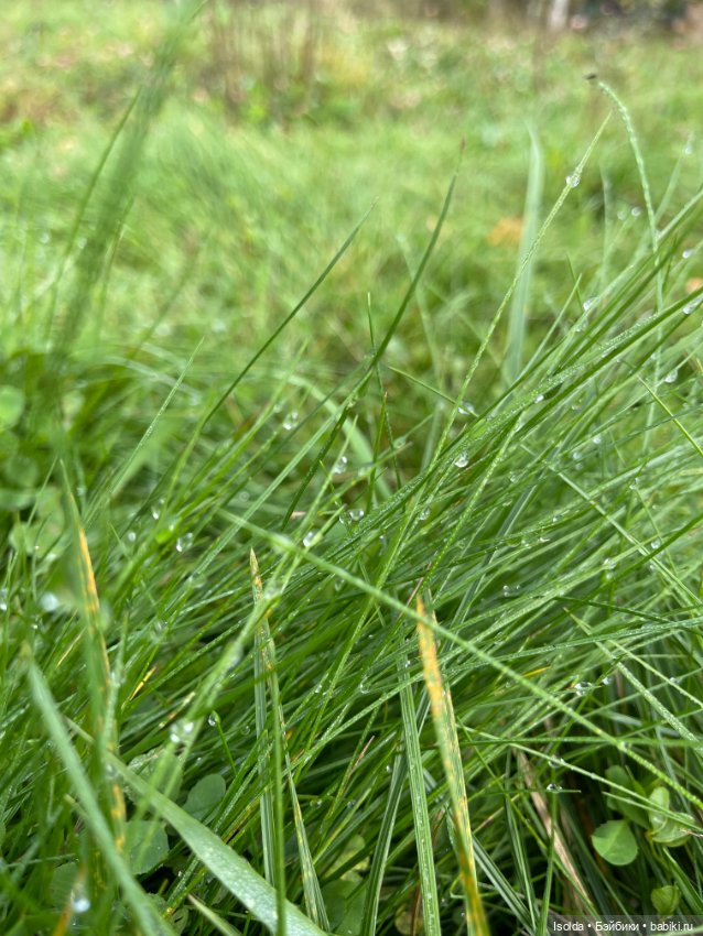 Осенняя встреча (Аврора Натальи Саморуковой)