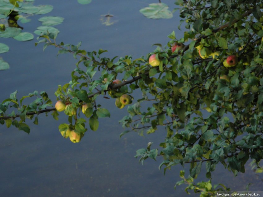 "Яблоки над водой" — Советские винтажные куклы (СССР): Ленигрушка