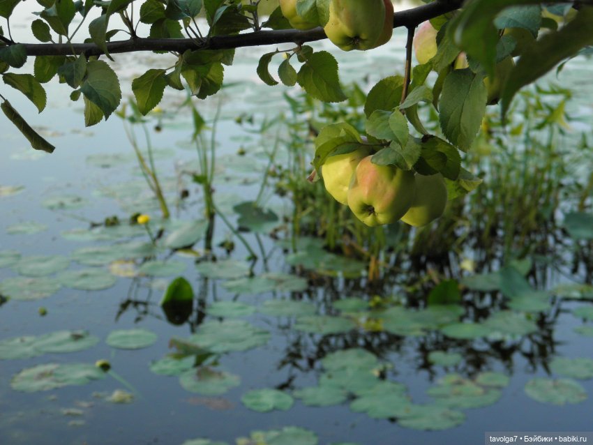 "Яблоки над водой" — Советские винтажные куклы (СССР): Ленигрушка (фото 7)