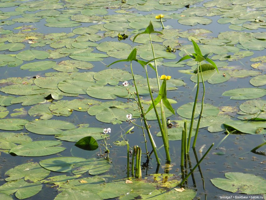 Лето для Дюймовочки — Советские винтажные куклы (СССР): Ленигрушка