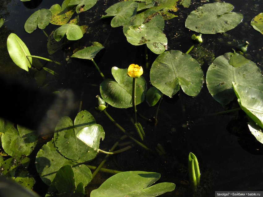 Лето для Дюймовочки — Советские винтажные куклы (СССР): Ленигрушка (фото 2)