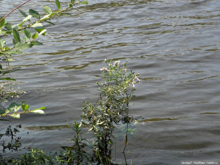 Необычный гибрид Catwalk Kitties (фото 10)