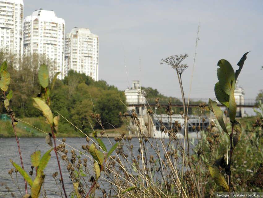 Необычный гибрид Catwalk Kitties (фото 8)