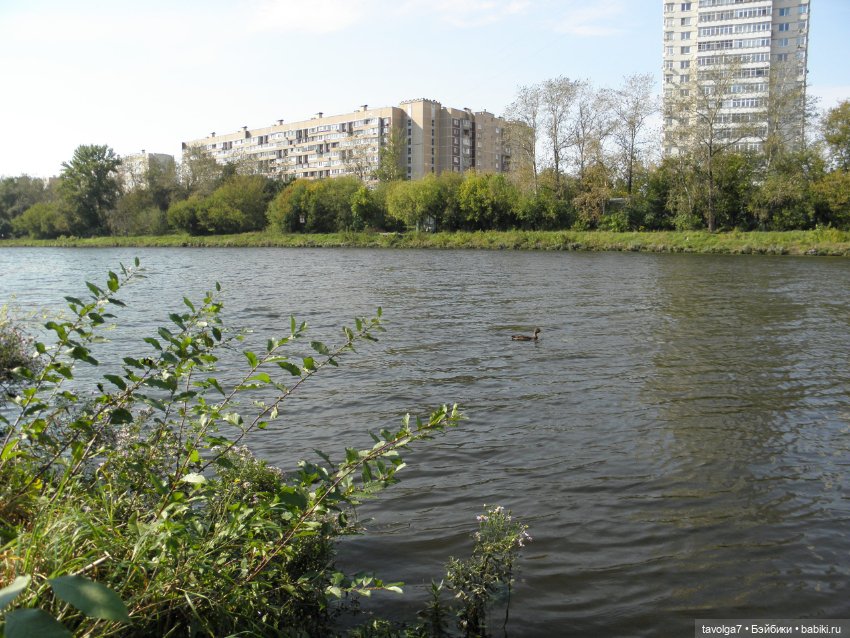 Необычный гибрид Catwalk Kitties (фото 9)