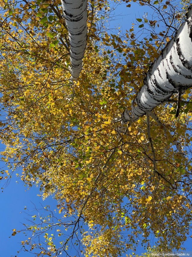 Оливер в солнечном лесу — Игровые куклы разных производителей (Разное): редкие бренды (фото 6)