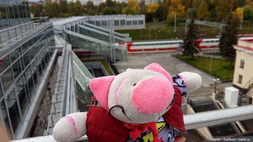 Сальмо на Ветеринарной конференции (фото 4)