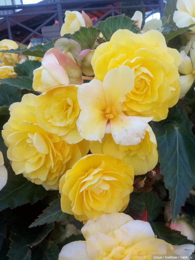 Zzoykina квартира - Ласочка (фото 7)