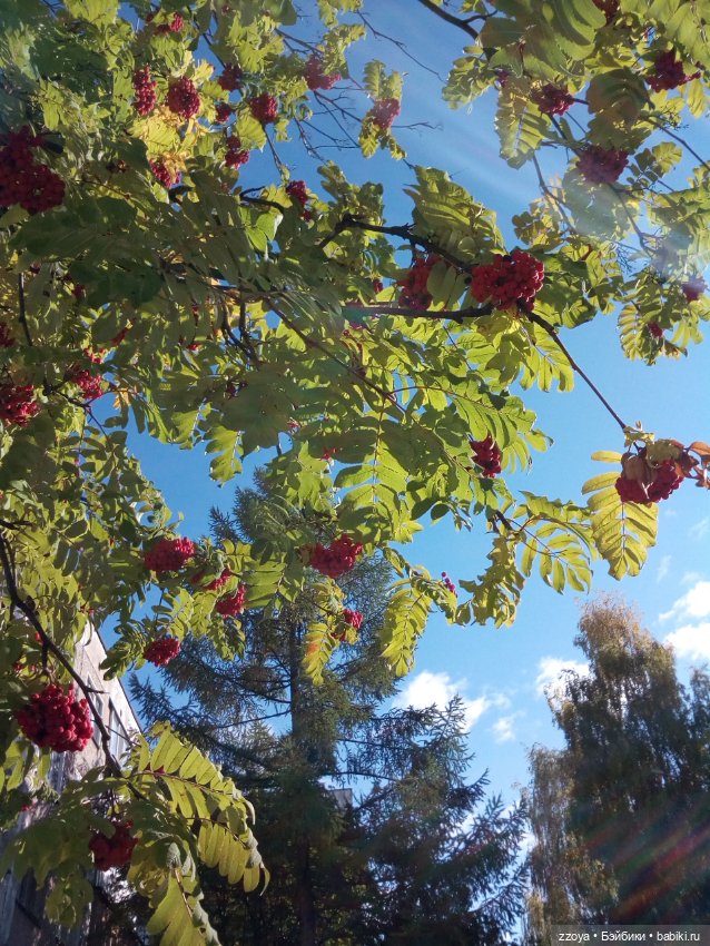 Zzoykina квартира - Ласочка (фото 9)